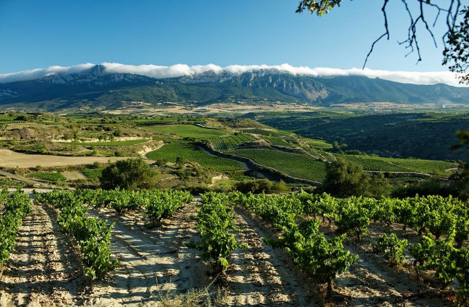 走进奥拉哈酒庄（Bodegas Olarra）